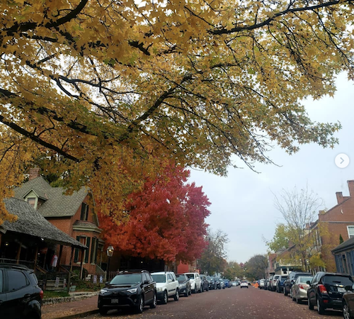 Photo of trees and cobblestone street, Main Street St. Charles MO